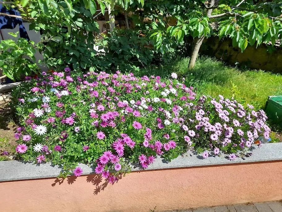 Apartmani Nedjeljko Cunski Apartment